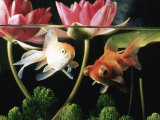 Two Goldfish (Carassius Auratus) with Waterlilies, UK Posters par Jane Burton