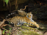Tiger, Lying on Stone and Flicking Tail, Bandhavgarh National Park, India Posters by Tony Heald