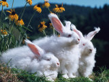 Domestic Angora Rabbits Posters by Reinhard 