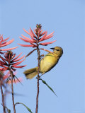 Hooded Oriole Female at Flower, Texas, USA Prints by Rolf Nussbaumer