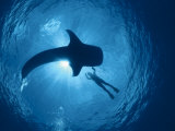 Whale Shark and Person Swimming in Silhouette, Indo Pacific Affiche par Jurgen Freund