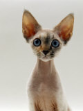 Domestic Cat, 16-Week, Female Tabby-Point Devon Si-Rex Photographie par Jane Burton
