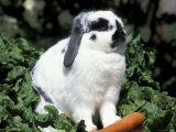 Pet Domestic Holland Lop Eared Rabbit with Carrot Posters by Lynn M. Stone Pet Domestic Holland Lop Eared Rabbit with Carrot Posters by Lynn M. Stone