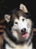 Alaskan Malamute Dog Portrait, Illinois, USA Juliste tekijänä Lynn M. Stone Alaskan Malamute Dog Portrait, Illinois, USA Juliste tekijänä Lynn M. Stone