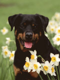 Rottweiler Dog Amongst Daffodils, USA Poster par Lynn M. Stone