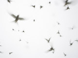 Arctic Terns Flying Against White Sky, Motion Blur Abstract, Isle of May, Scotland, UK Photographie par Pete Cairns