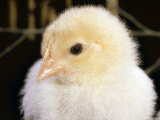 Portrait of a Chick, 3-Week-Old Poster by Jane Burton