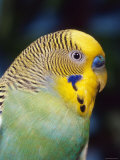 Budgerigar, Male (Melopsittacus Undulatus) Poster by Reinhard 