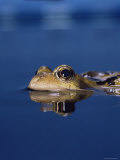 Common Frog (Rana Temporaria) Resting at Surface Poster by Jane Burton