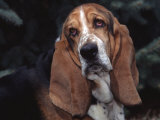 Bassett Hound Portrait, USA Photo by Lynn M. Stone Bassett Hound Portrait, USA Photo by Lynn M. Stone