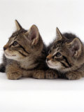 Two 9-Week Wild Cat Kittens Affiche par Jane Burton