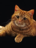 Domestic Cat, British Shorthair Red Female Portrait Affiche par Jane Burton