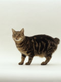 Domestic Cat, Tabby Manx No Tail Posters by Jane Burton