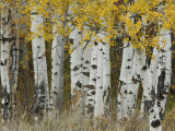 Aspen Trees in Autumn, Grand Teton National Park, Wyoming, USA Posters by Rolf Nussbaumer