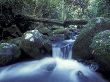 Waterfall in Rainforest, Lamington National Park, Queensland, Australia Print by Jurgen Freund
