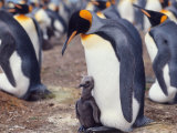King Penguin with Young Chick (Aptenodytes Patagonica) South Georgia Affiche par Reinhard 