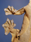 Feet of a Flying Gecko Print by Jane Burton