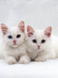 Domestic Cat, White Semi-Longhair Turkish Angora Kittens, One with Odd Eyes Poster by Jane Burton