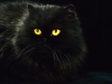 Domestic Cat, Black Persian Female at Night, Yellow Eyes Shining Affiches par Jane Burton