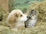 Domestic Kitten (Felis Catus) with Puppy (Canis Familiaris) in Hay Photographie par Jane Burton