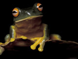 Red Eyed Treefrog, Queensland, Australia Poster by Jurgen Freund