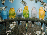 Six Budgerigars (Melopsittacus Undulatus) Kunstdrucke von Reinhard 