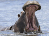 Tony Heald - Hippopotamus with Mouth Open, Chobe National Park, Botswana Fotografie
