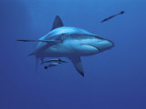 Grey Reef Shark, with Remora Fish, Great Barrier Reef, Queensland, Australia Posters by Jurgen Freund
