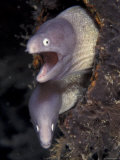 Pair of Grey Faced Moray Eels, Indo-Pacific Poster von Jurgen Freund