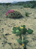 Big Bend National Park, Chihuahuan Desert, Texas, USA Strawberry Cactus and Prickly Pear Cactus Prints by Rolf Nussbaumer