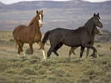 Mustang / Wild Horse, Two Mares and Colt Foal Trotting, Wyoming, USA Adobe Town Hma Prints by Carol Walker