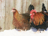 Red Dorking Domestic Chicken Cock and Hen, in Snow, Iowa, USA Láminas por Lynn M. Stone