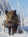 Wild Boar in Winter (Sus Scrofa), Europe Pósters por Reinhard Wild Boar in Winter (Sus Scrofa), Europe Pósters por Reinhard
