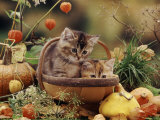 Two Domestic Kittens (Felis Catus) in Basket Surrounded by Pumpkins Posters by Jane Burton