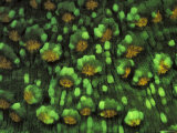Hard Coral, Fluorescent Under Uv Light, Papua New Guinea Prints by Jurgen Freund