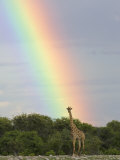 Giraffe, at End of Rainbow, Etosha National Park, Namibia Posters by Tony Heald