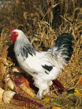Male Brahma Breed Domestic Chicken with Vegetables, USA Posters by Lynn M. Stone