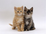 Domestic Cat, 8-Week, Fluffy Tortoiseshell and Ginger Kittens Affiches par Jane Burton