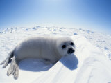Jurgen Freund - Harp Seal Pup on Ice, Magdalen Is, Canada, Atlantic - Reprodüksiyon Jurgen Freund - Harp Seal Pup on Ice, Magdalen Is, Canada, Atlantic - Reprodüksiyon
