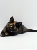 Domestic Cat, 8-Week Tortoiseshell Kitten Ready to Pounce Prints by Jane Burton