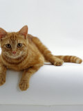 Domestic Cat, British Shorthair Red Tabby Female Posters by Jane Burton