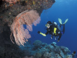 Diver Examines Coral Reef, Great Barrier Reef, Australia Photo by Jurgen Freund