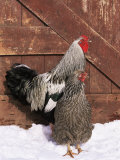 Silver Pencilled Wyandotte Domestic Chicken Pair, in Snow, USA Posters by Lynn M. Stone