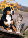 Entlebuch Mountain Dog and Domestic Cat Affiches par Reinhard 