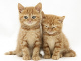 Two Ginger Domestic Kittens (Felis Catus) Affiches par Jane Burton