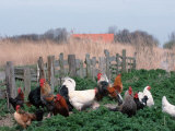 Chickens, Domestic Fowl, Rooster and Hens, Netherlands Posters by Damschen 