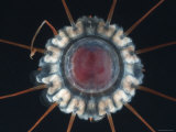 (Periphylla Sp) Juvenile, Jellyfish, Deep Sea Atlantic Ocean Prints by David Shale