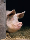 Domestic Pig Looking out of Stable, Europe Poster von Reinhard 