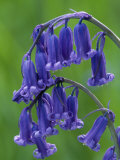 Bluebell Flower, UK Prints by Niall Benvie