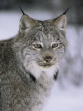 Lynx Portrait, USA Posters by Lynn M. Stone